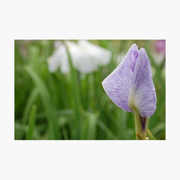 Item preview, mauve lily, sawara botanical gardens 1 designed and sold by DanPraag.