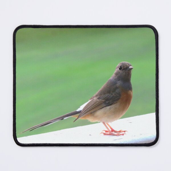 Item preview, Little Bird on a White Railing 2 - Photo designed and sold by GenAumonier.