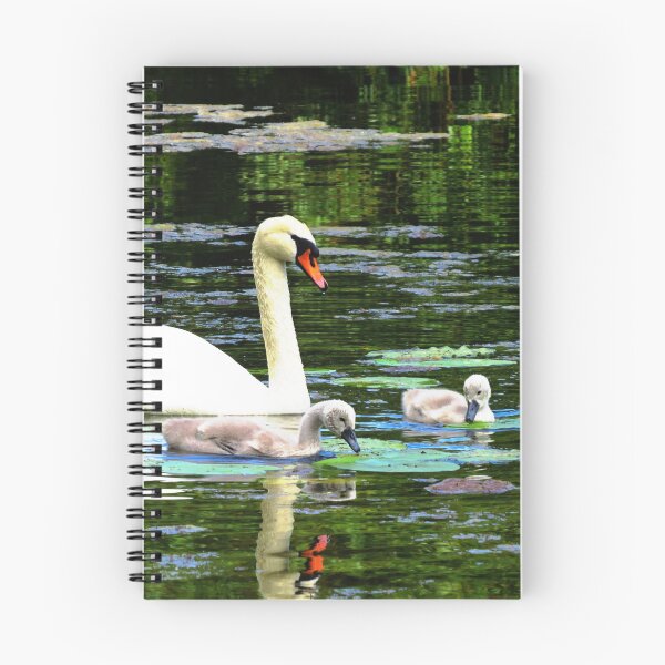 Item preview, Swan and Cygnets - Photo designed and sold by GenAumonier.
