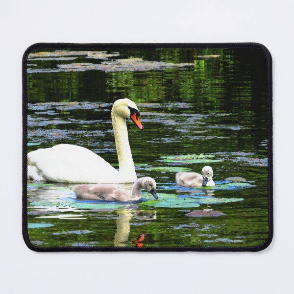 Item preview, Swan and Cygnets - Photo designed and sold by GenAumonier.