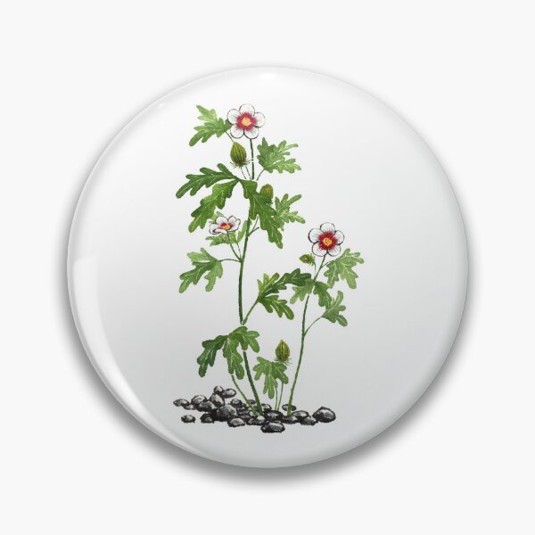 Item preview, August 3rd birthday flower Hibiscus trionum designed and sold by 366birthflower.