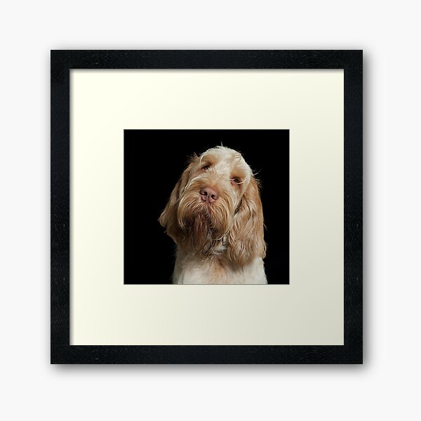 Head tilt Spinone Framed Art Print