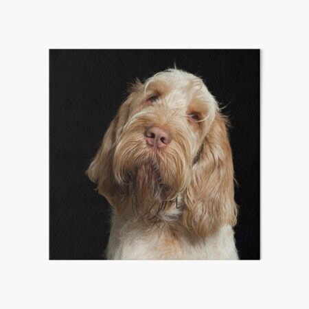 Head tilt Spinone Art Board Print