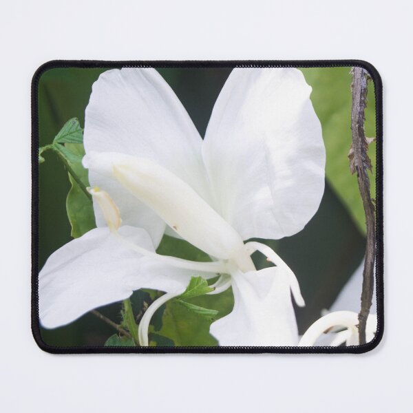 Item preview, White Ginger Lily designed and sold by ROSE ANN BANILAR.
