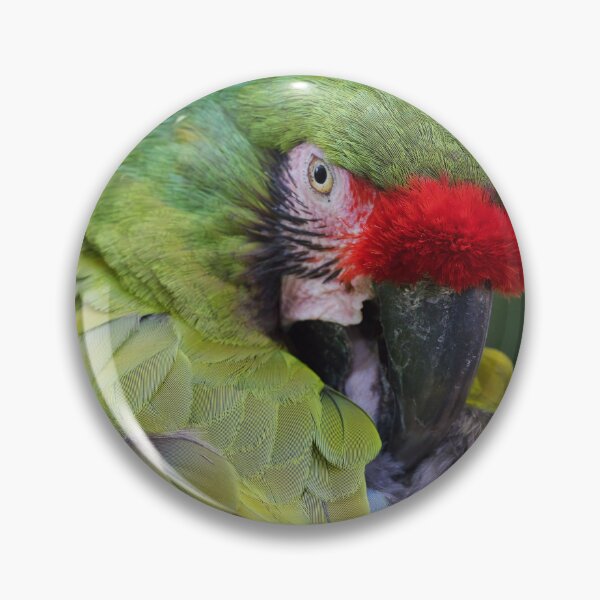 Item preview, close up military macaw designed and sold by alan tunnicliffe.