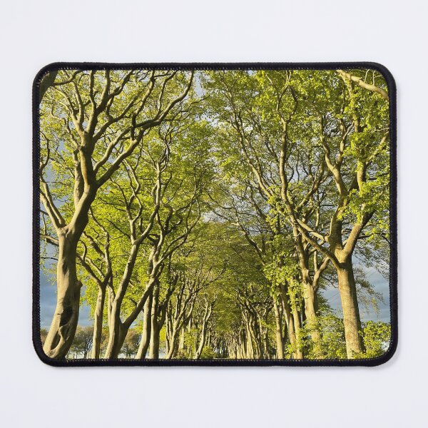 Item preview, Beech Trees Scotland designed and sold by mm6lpt.