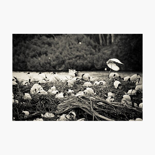 The Isle Of Ibis Photographic Print