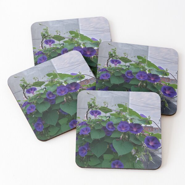 Item preview, Dark Morning Glories on an Urban Fencepost  designed and sold by concretebotany.