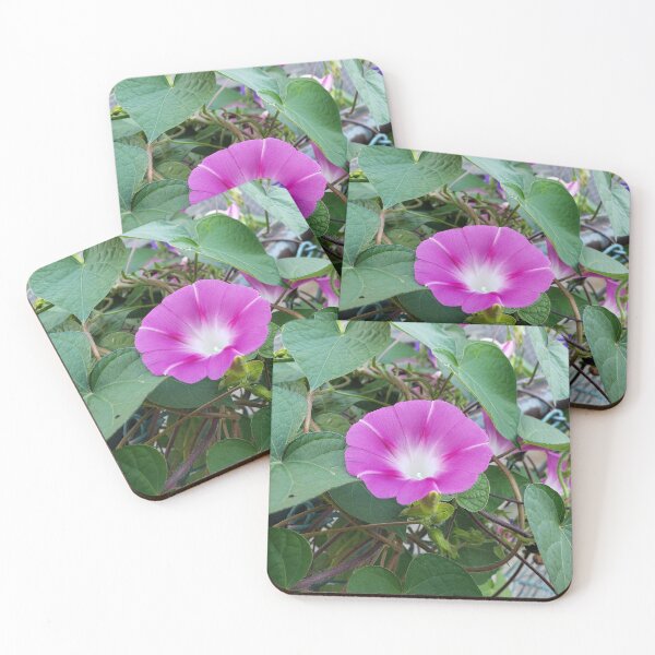 Item preview, Pink Morning Glory Bloom on a Chain-Link Fence designed and sold by concretebotany.