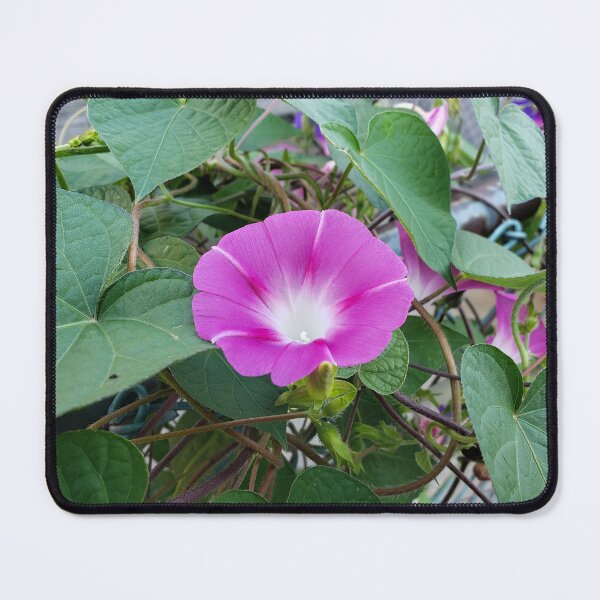 Item preview, Pink Morning Glory Bloom on a Chain-Link Fence designed and sold by concretebotany.