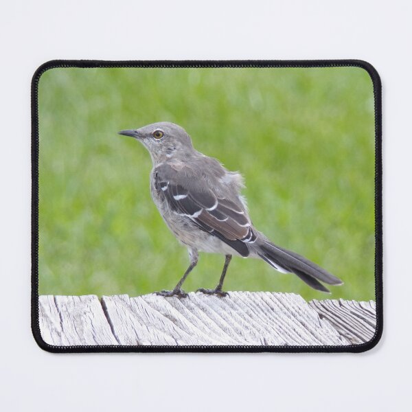 Item preview, Northern Mockingbird designed and sold by SquaresArt.