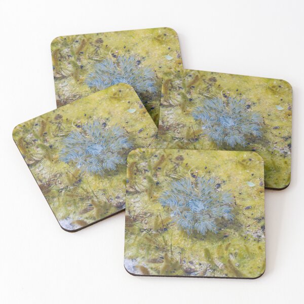 Item preview, Sea Anemone in a Saltwater Pool designed and sold by Kasia Design.