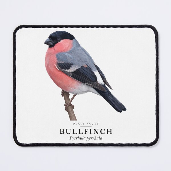 Item preview, Bullfinch Vintage Bird Plate - Pyrrhula pyrrhula designed and sold by SavannahMerch.