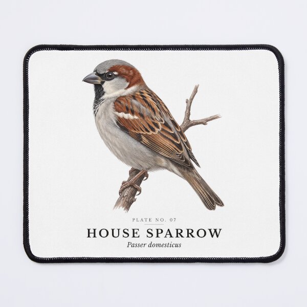 Item preview, House Sparrow Vintage Bird Plate - Passer domesticus designed and sold by SavannahMerch.