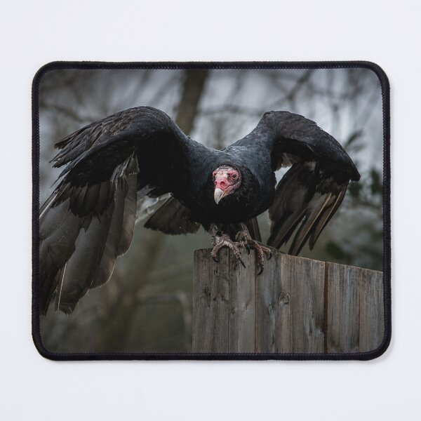 Item preview, Dark and Moody Turkey Vulture perched on fence designed and sold by Astute-Artio-Photography.