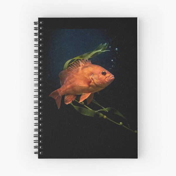 Item preview, Garibaldi Fish Pacific Ocean Marine Biology Logo designed and sold by Redgiant87x.