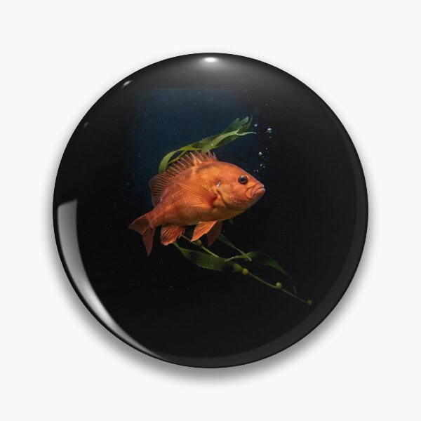 Item preview, Garibaldi Fish Pacific Ocean Marine Biology Logo designed and sold by Redgiant87x.