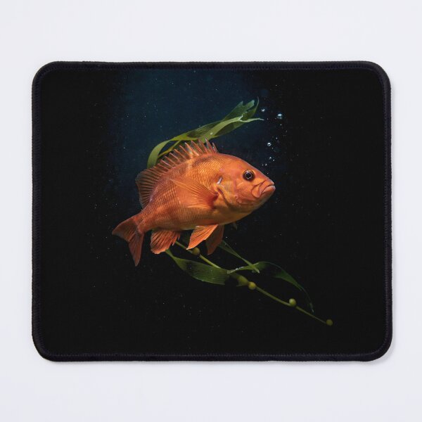 Item preview, Garibaldi Fish Pacific Ocean Marine Biology Logo designed and sold by Redgiant87x.