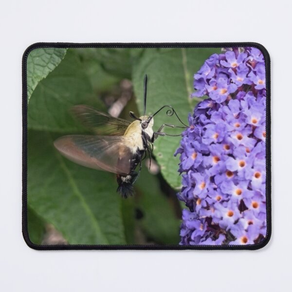 Item preview, Hummingbird Hawk-Moth feeding on Purple Butterfly Bush designed and sold by Astute-Artio-Photography.