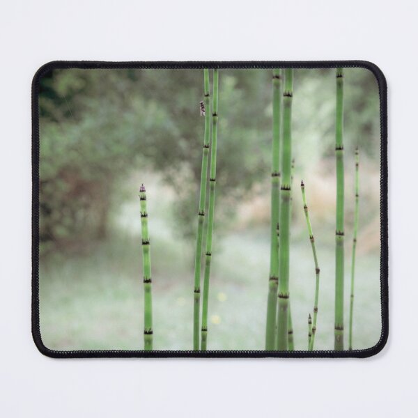 Item preview, Bamboo photograph - Color version designed and sold by Origillus.
