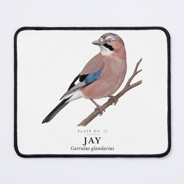 Item preview, Jay Vintage Bird Plate - Garrulus glandarius designed and sold by SavannahMerch.