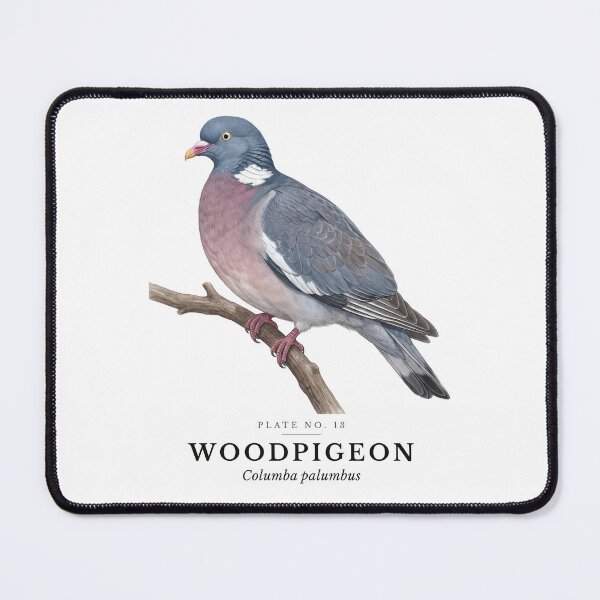 Item preview, Woodpigeon Vintage Bird Plate - Columba palumbus designed and sold by SavannahMerch.