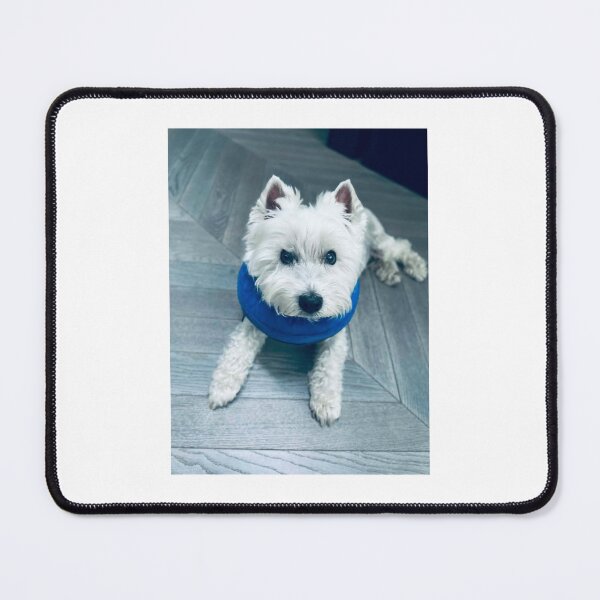 Item preview, Cute westie dog. That look says it all designed and sold by Ribster13.