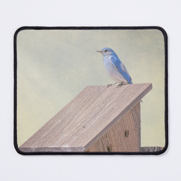 Item preview, Mountain Bluebird Custer State Park SD Artistic designed and sold by PhotoArt by Joan Carroll.