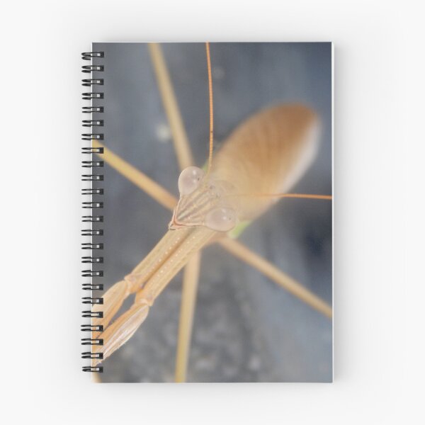 Item preview, Mantis Closeup designed and sold by gistinker.
