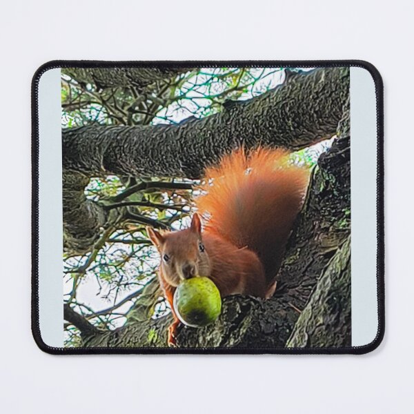 Item preview, Funny Squirrel with Walnut Tree Wildlife Photo designed and sold by JurateArt-DK.