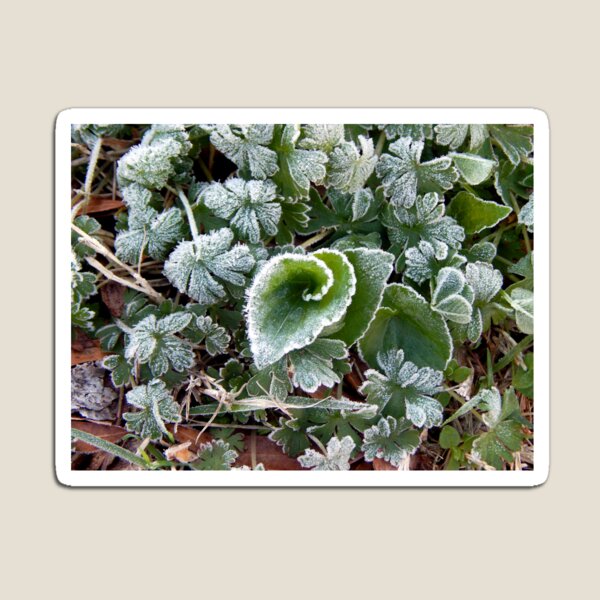 Item preview, Mid March Frost on Lawn designed and sold by gistinker.