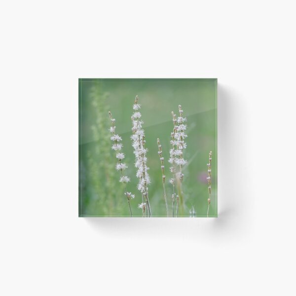 Item preview, White buckwheat wildflower designed and sold by Laurenvschijnd.