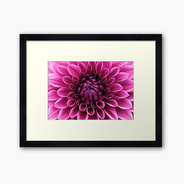 Dahlia bloom flower Framed Art Print
