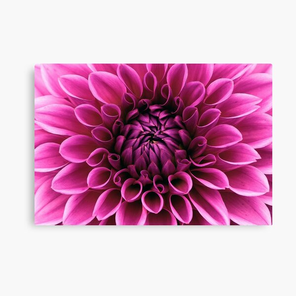 Dahlia bloom flower Canvas Print