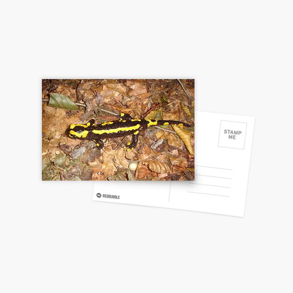 Fire Salamander Postcard