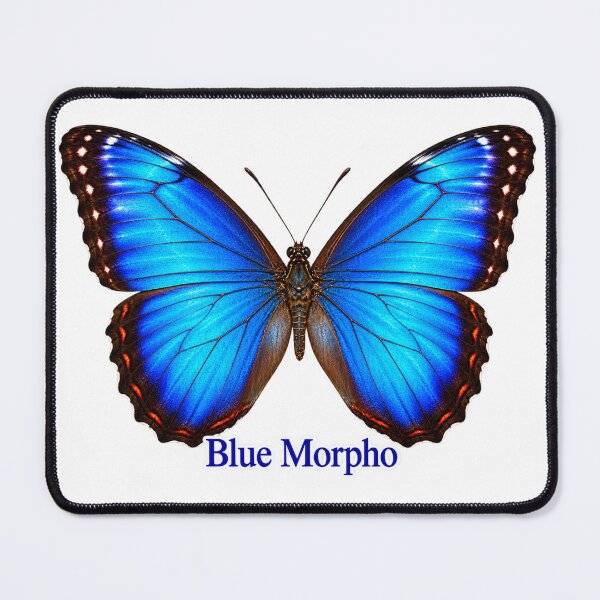 Item preview, Blue Morpho Butterfly designed and sold by LnsCreations.