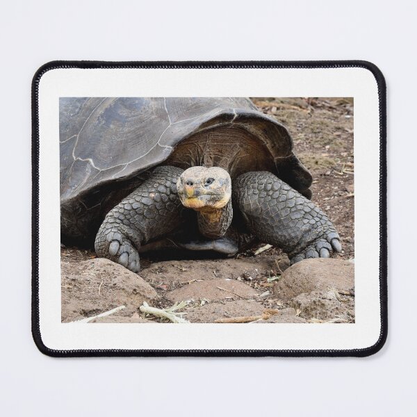 Item preview, Giant Tortoise, Great Expression, The Galapagos designed and sold by Tom Wurl.