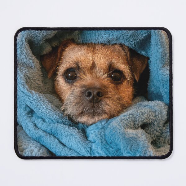 Item preview, Border Terrier in Blanket 01 designed and sold by Elisabeth Lucas.