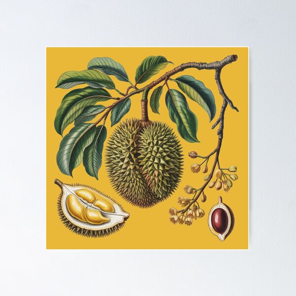 Item preview, Vintage Botanical Durian Study – King of Fruits Illustration Art designed and sold by Wennebabs.