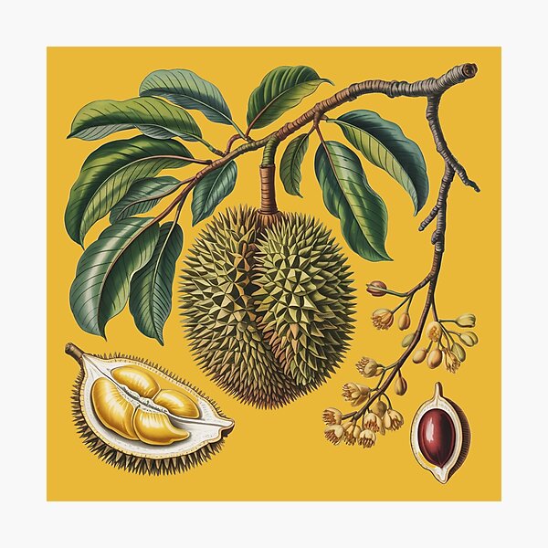 Item preview, Vintage Botanical Durian Study – King of Fruits Illustration Art designed and sold by Wennebabs.