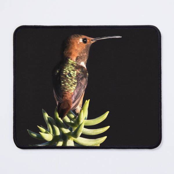 Item preview, Allen's Hummingbird on succulent designed and sold by CarolM.