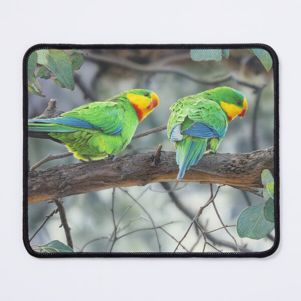 Item preview, RAZZLE DAZZLE (Superb Parrots) designed and sold by Frances McMahon Watercolour Bird Artist.