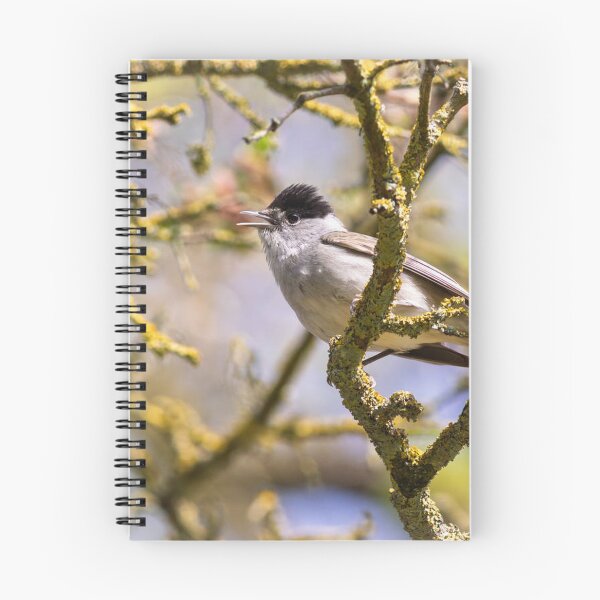 Item preview, Blackcap Songbird Perched on Mossy Tree Branch designed and sold by BramKellingCA.
