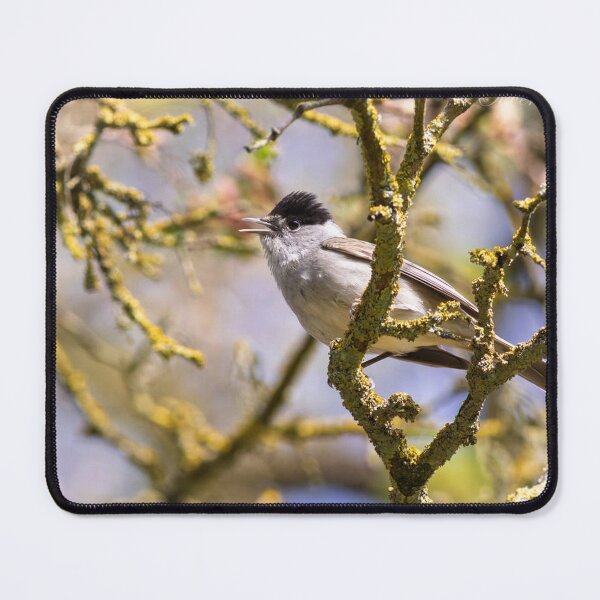 Item preview, Blackcap Songbird Perched on Mossy Tree Branch designed and sold by BramKellingCA.