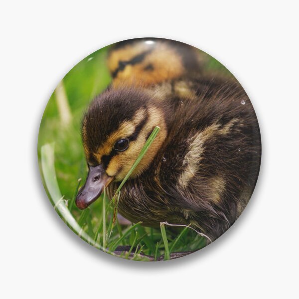 Item preview, Cute Ducklings Exploring Fresh Green Grass designed and sold by BramKellingCA.