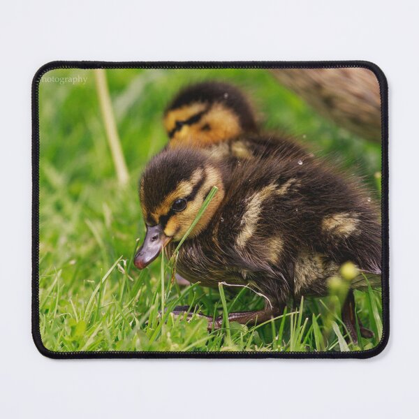 Item preview, Cute Ducklings Exploring Fresh Green Grass designed and sold by BramKellingCA.