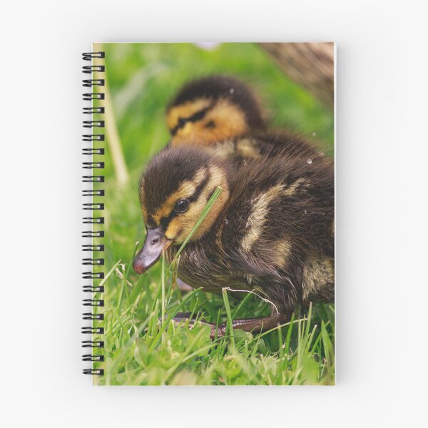 Item preview, Cute Ducklings Exploring Fresh Green Grass designed and sold by BramKellingCA.