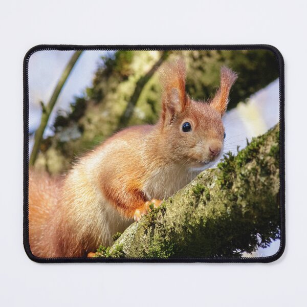 Item preview, Red Squirrel Resting on Moss Covered Tree Branch designed and sold by BramKellingCA.