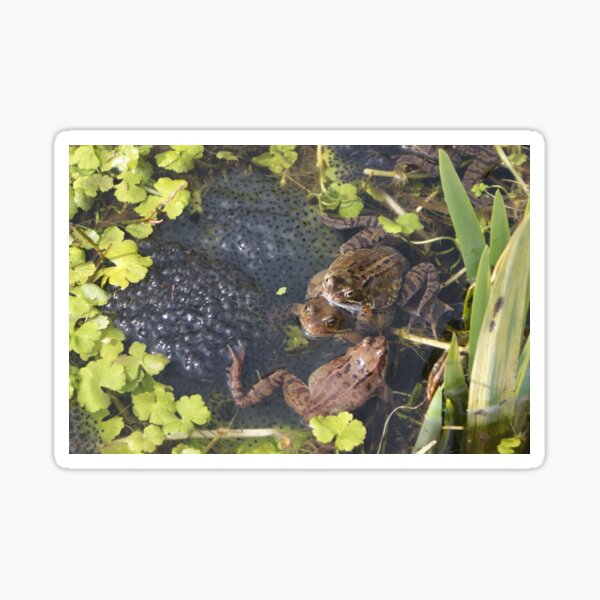 Common Frogs spawning Sticker