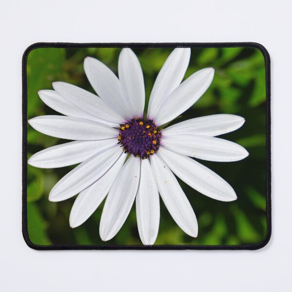 Item preview, White African Daisy designed and sold by wendyhattonphotography.